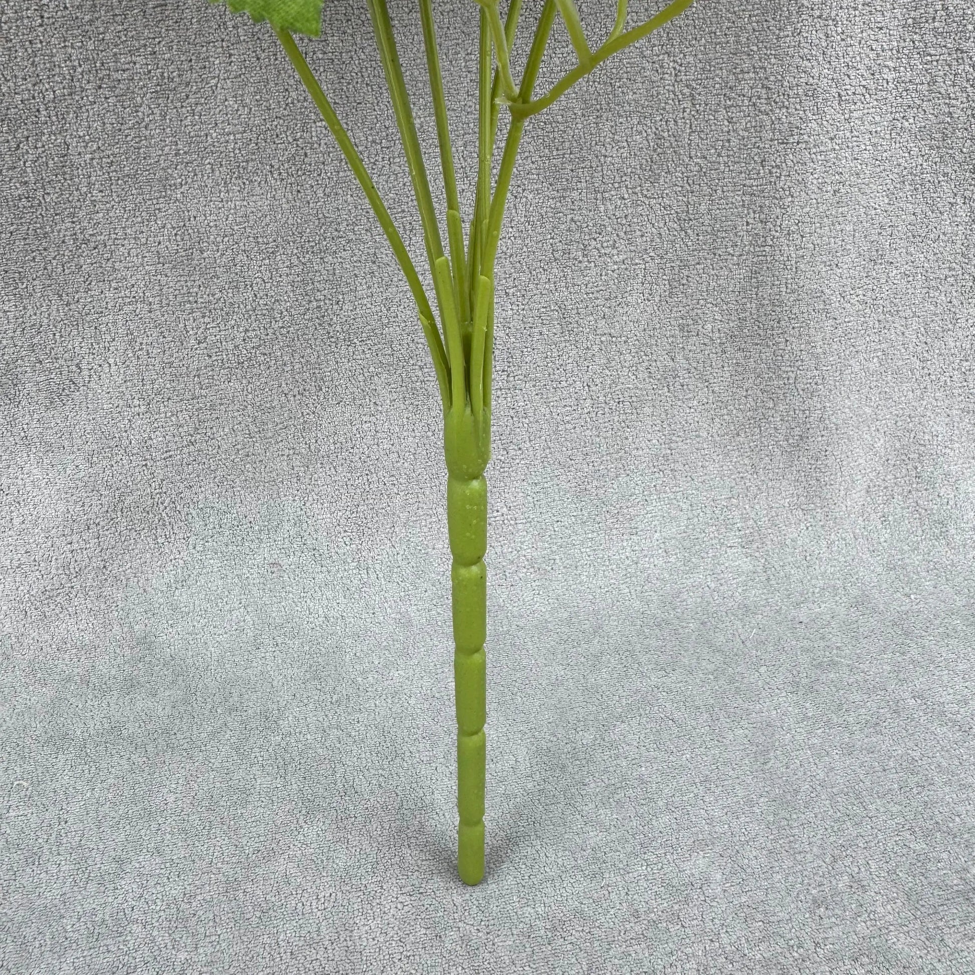 Champagne Silk Star Moon Rose Bush - 7 Heads RosesHQ.com