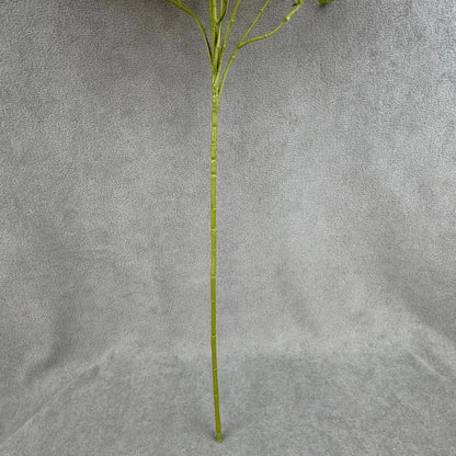 Champagne Silk Morning Glory Spray RosesHQ.com