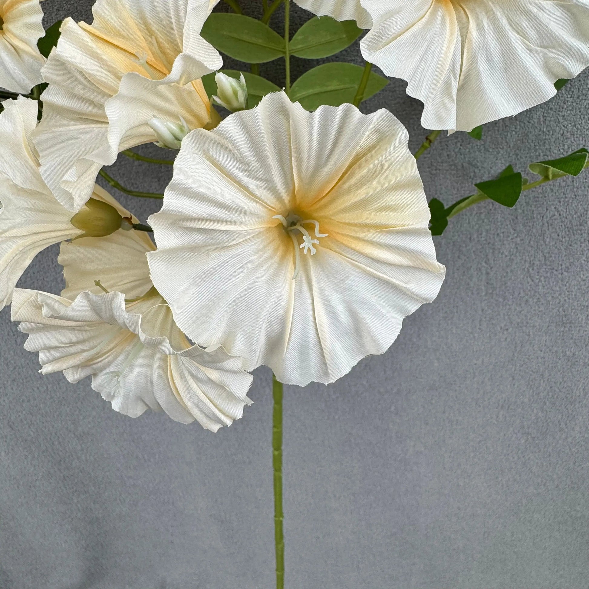 Champagne Silk Morning Glory Spray RosesHQ.com