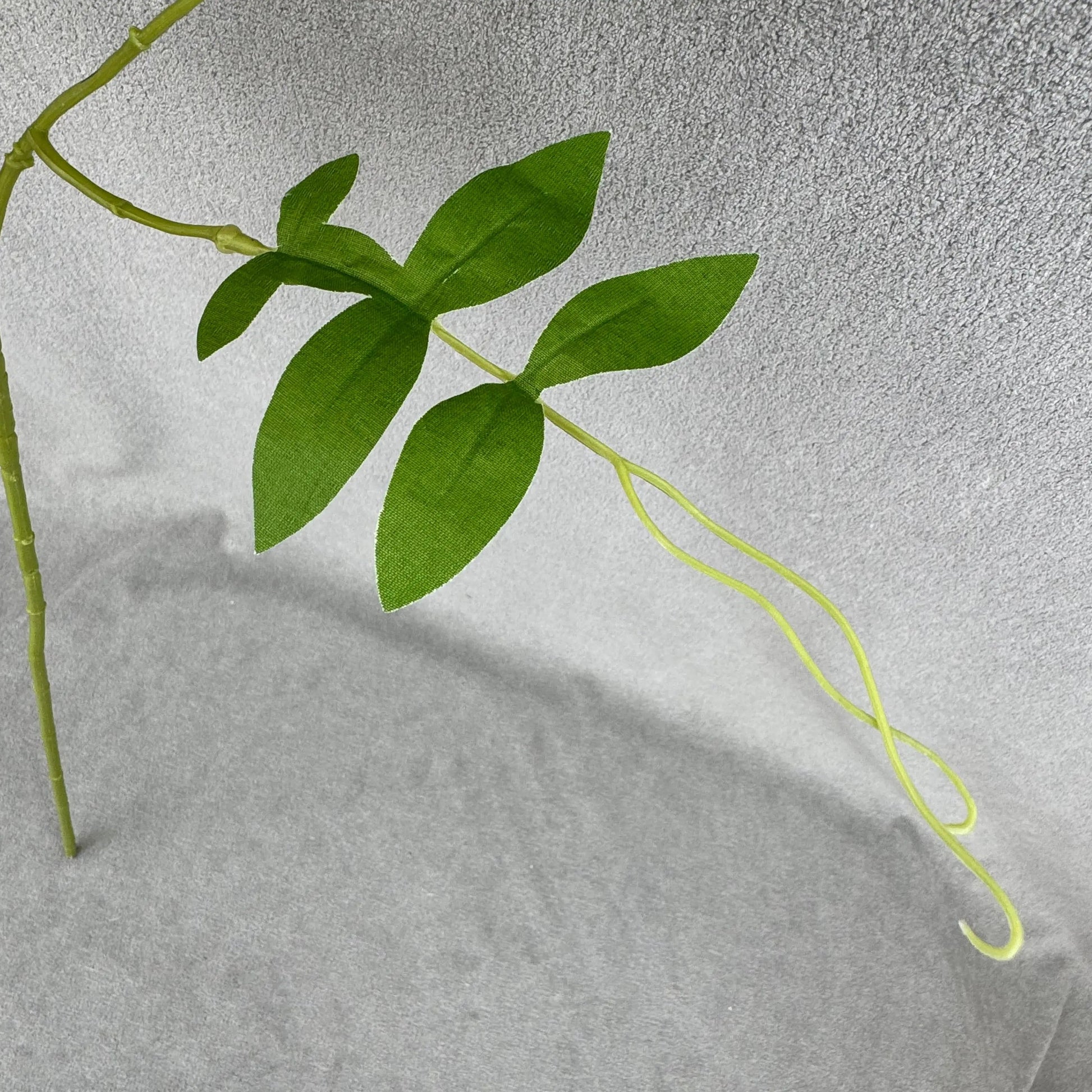 Champagne Silk Morning Glory Spray RosesHQ.com