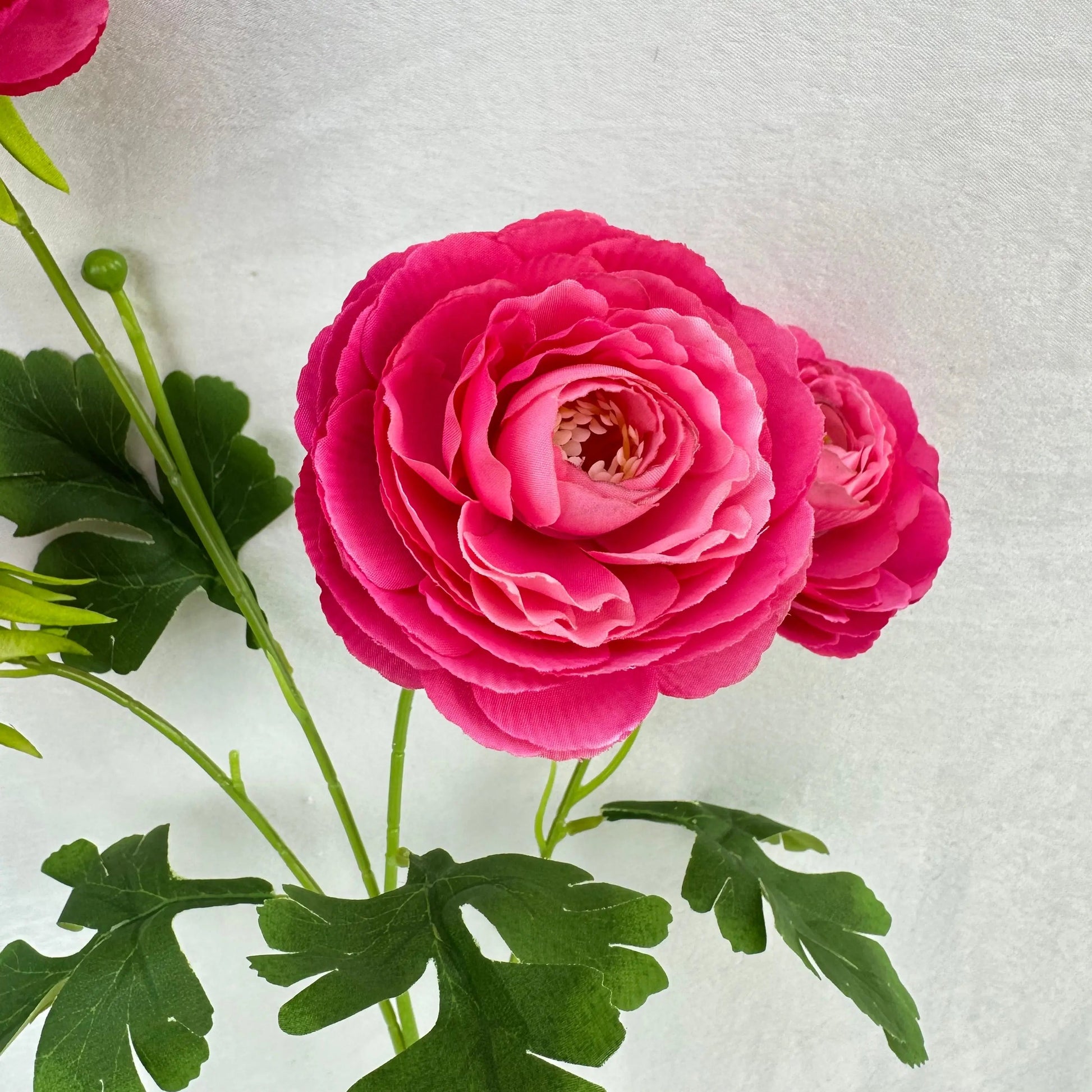 Pink Silk Camellia Bush - 4 Heads RosesHQ.com