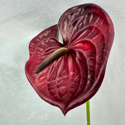 Red Real Touch Anthurium Stem RosesHQ.com