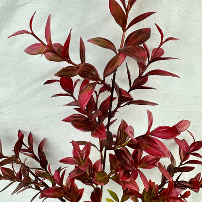 Red Sydney Vanilla Leaf Branch RosesHQ.com
