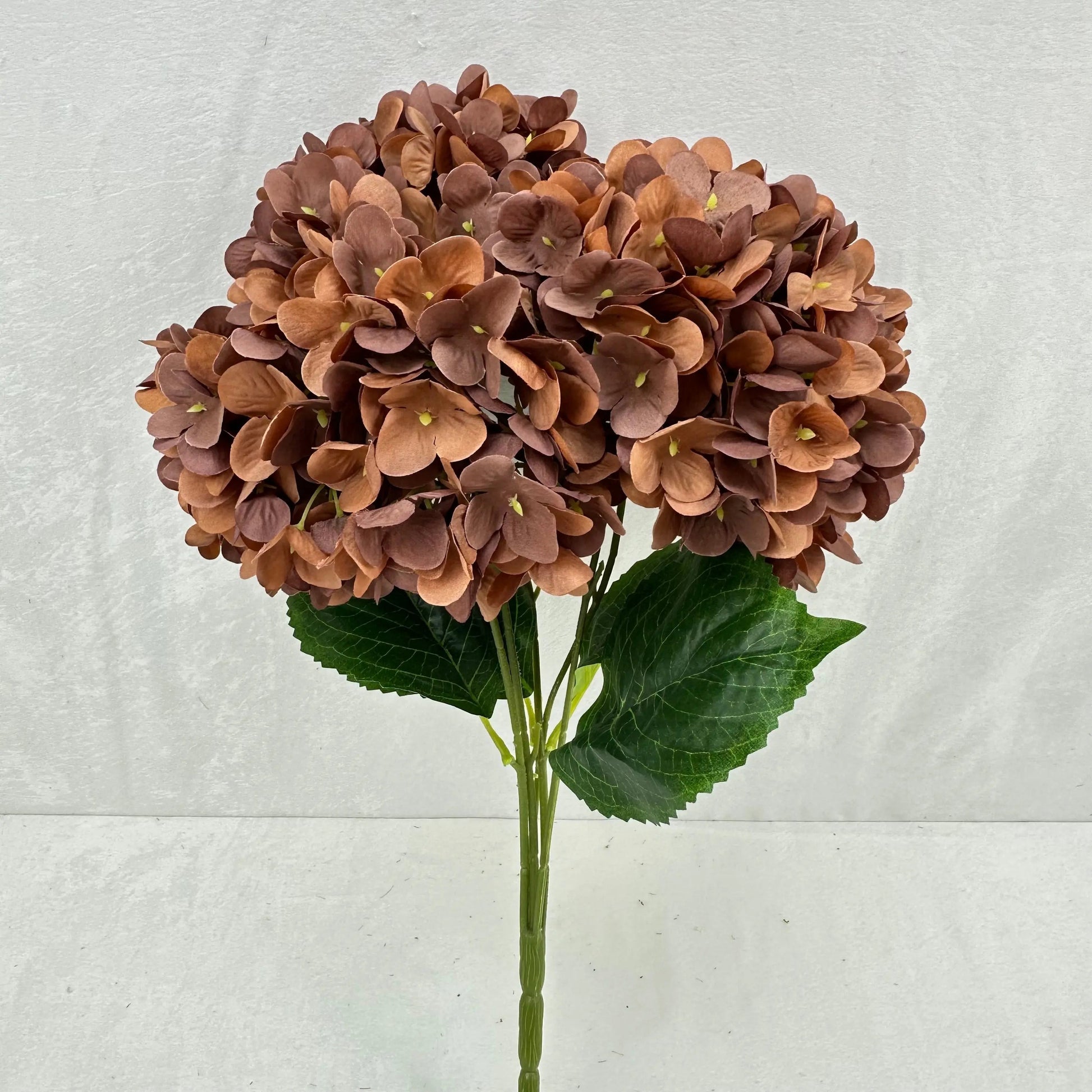 Brown Silk Pomegranate Hydrangea Bush - 5 Heads RosesHQ.com