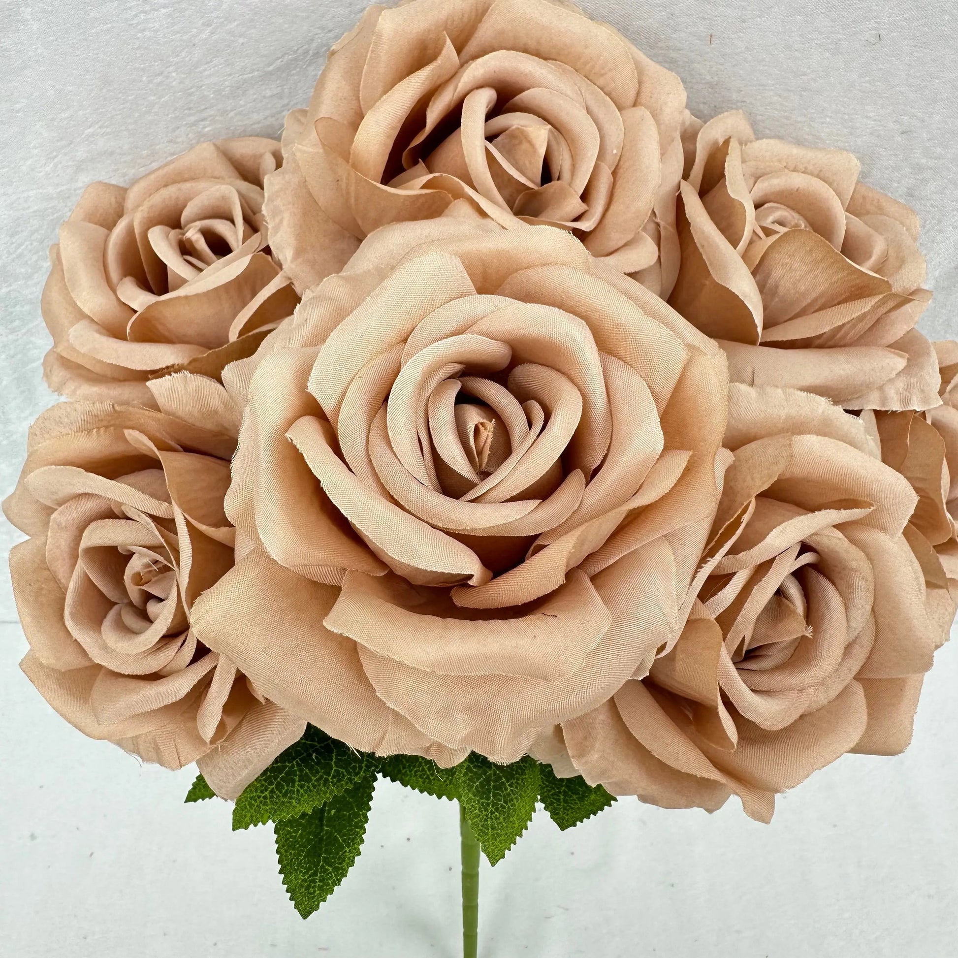 Brown Silk Star Moon Rose Bush - 7 Heads RosesHQ.com