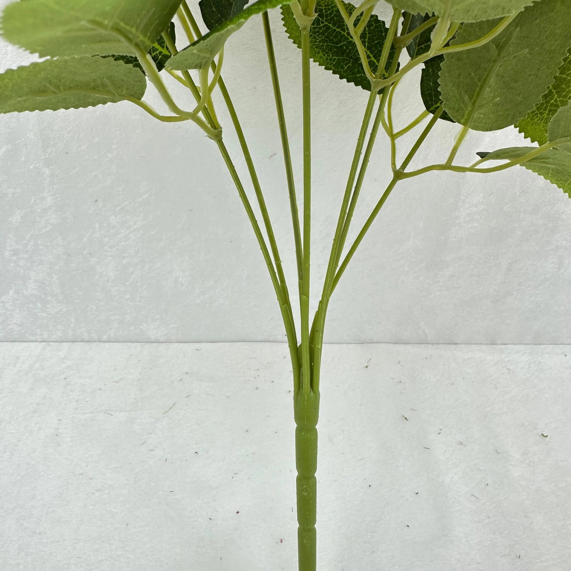 Brown Silk Star Moon Rose Bush - 7 Heads RosesHQ.com