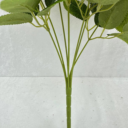 Brown Silk Star Moon Rose Bush - 7 Heads RosesHQ.com