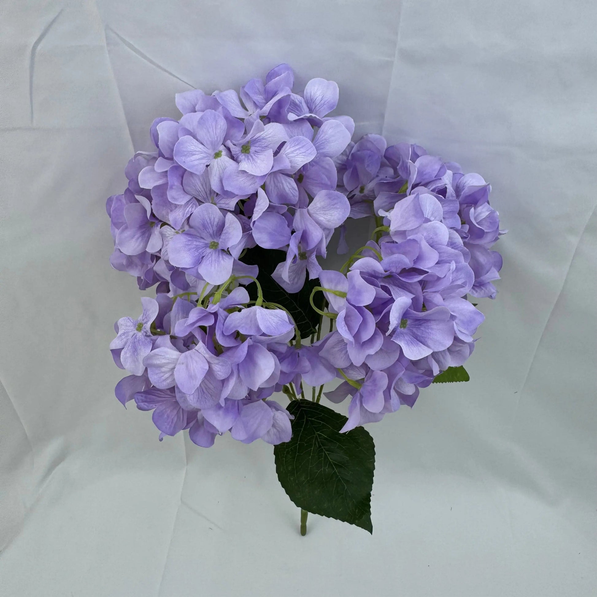 Lavender Silk Bulgarian Hydrangea Bush - 5 Heads RosesHQ.com