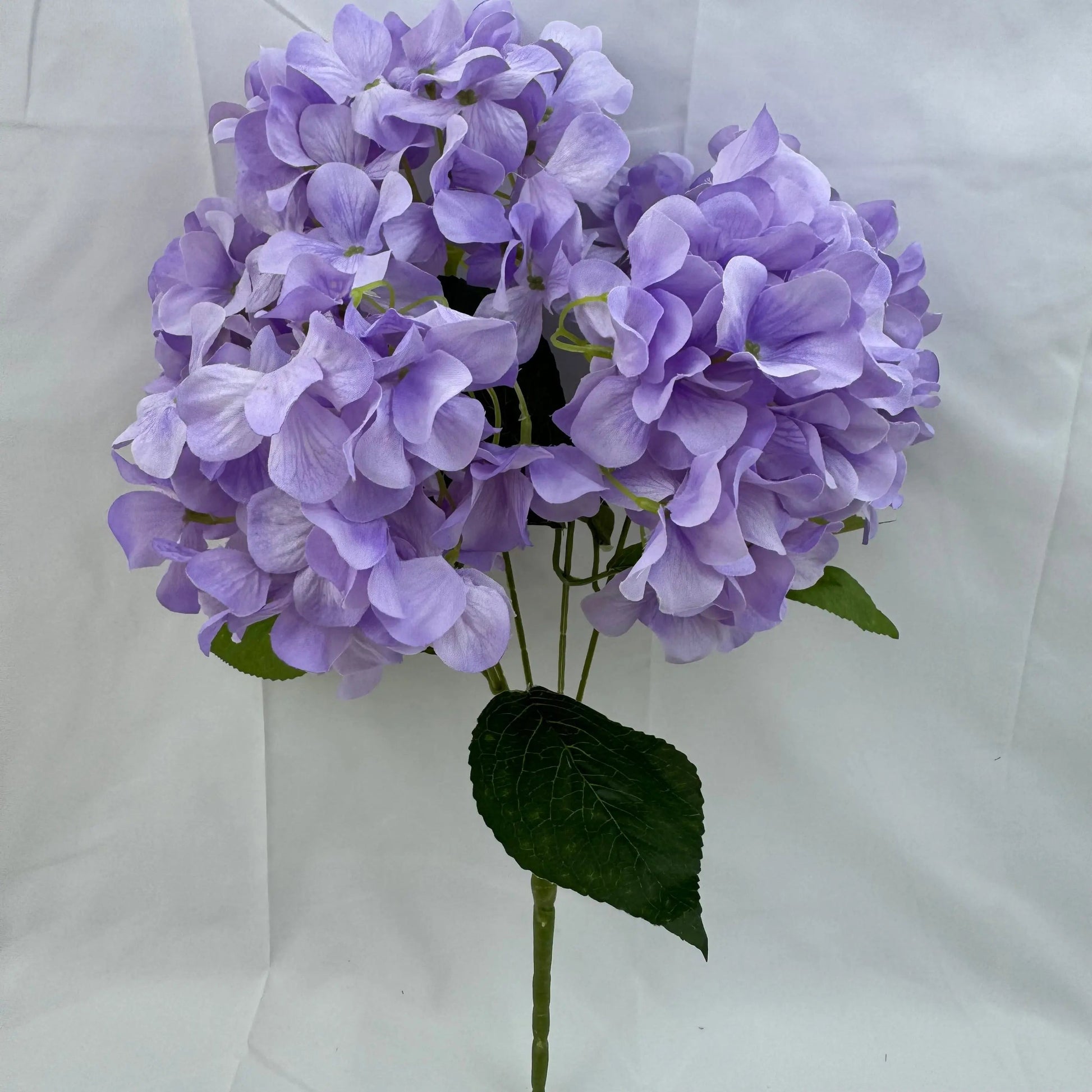 Lavender Silk Bulgarian Hydrangea Bush - 5 Heads RosesHQ.com
