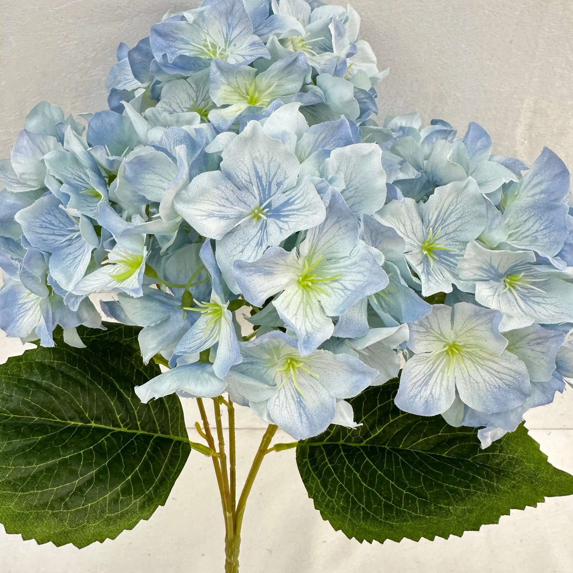 Blue Silk Lady Rose Hydrangea Bush - 5 Heads RosesHQ.com