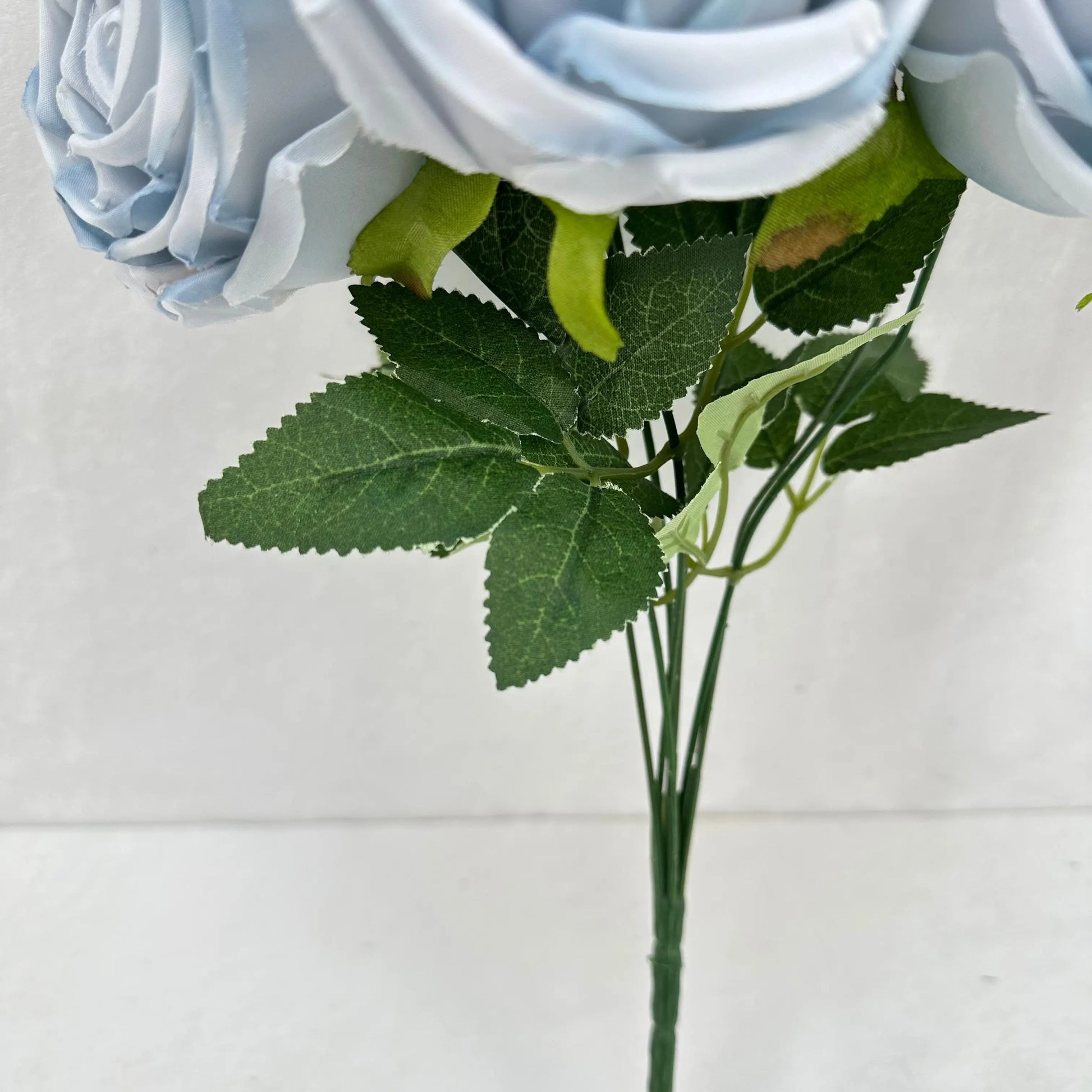 Blue Silk Empress Rose Bush - 7 Heads RosesHQ.com