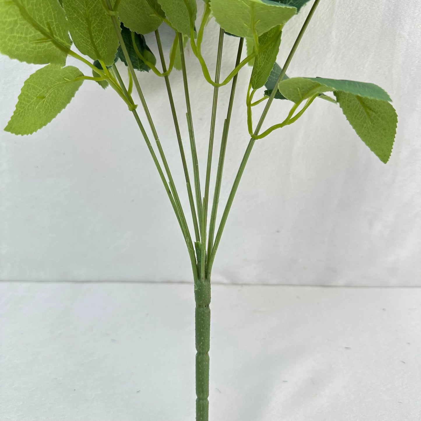 Blue Silk Happiness Rose Bush - 7 Heads RosesHQ.com