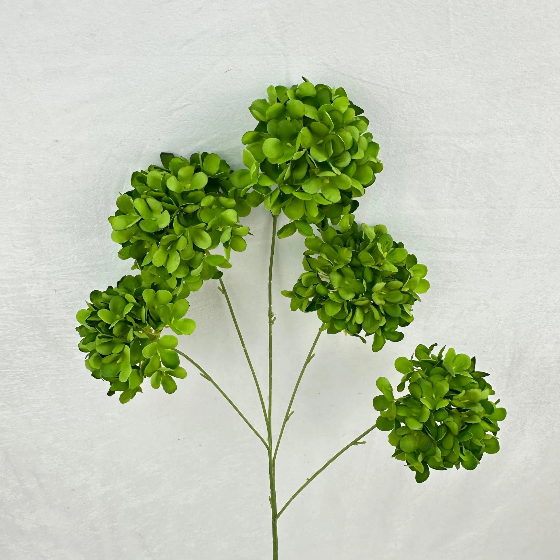 Green Silk Candy Hydrangea Bush - 5 Heads RosesHQ.com