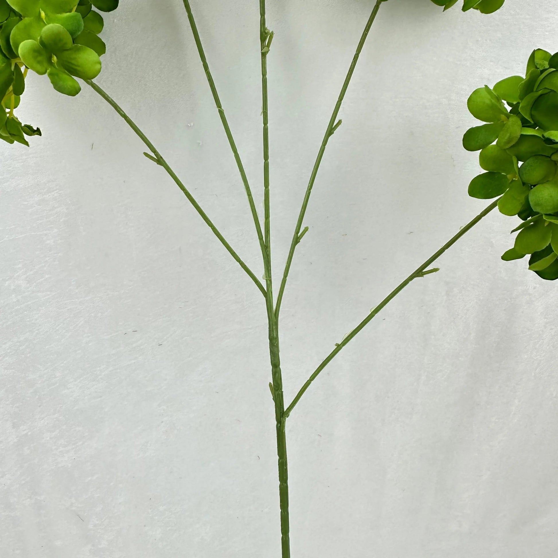 Green Silk Candy Hydrangea Bush - 5 Heads RosesHQ.com
