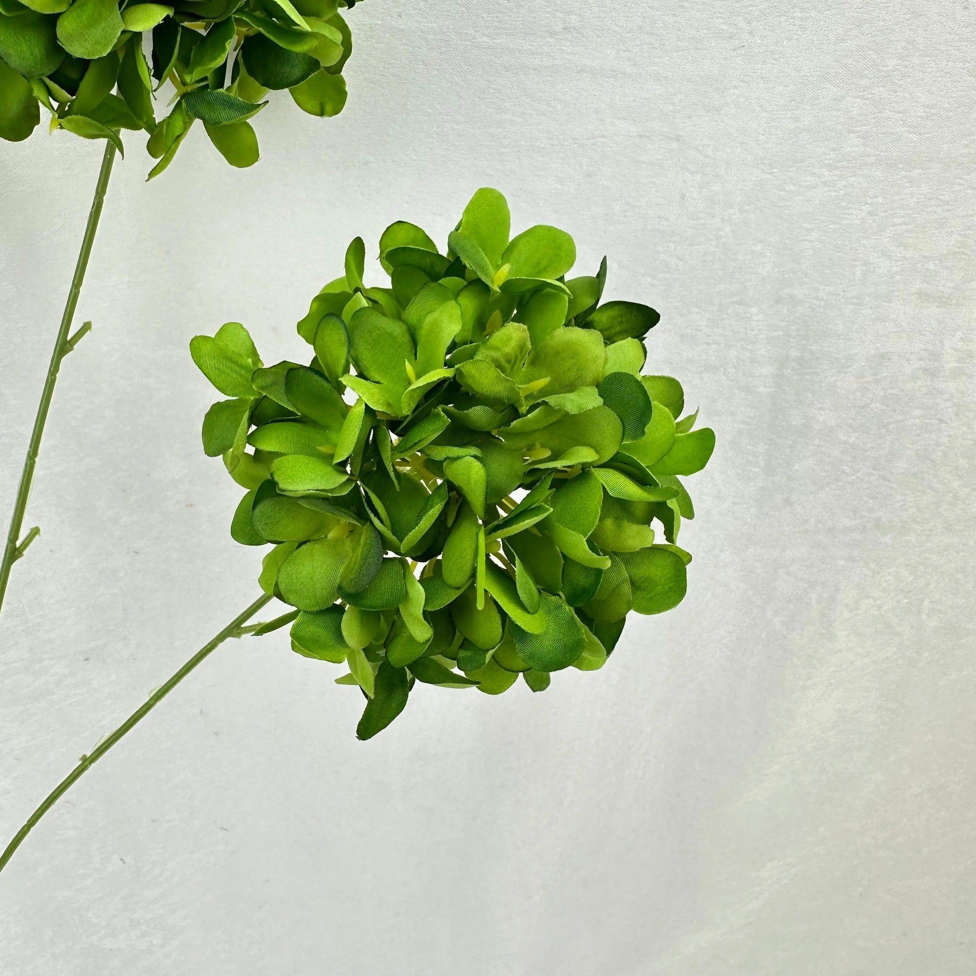 Green Silk Candy Hydrangea Bush - 5 Heads RosesHQ.com