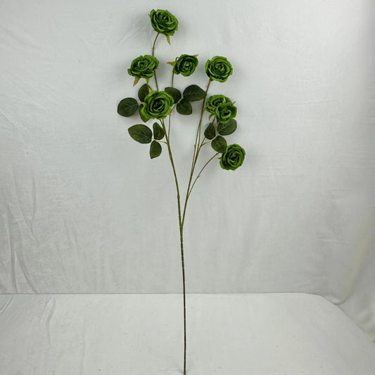 Green Silk Empress Rose Bush - 8 Heads RosesHQ.com