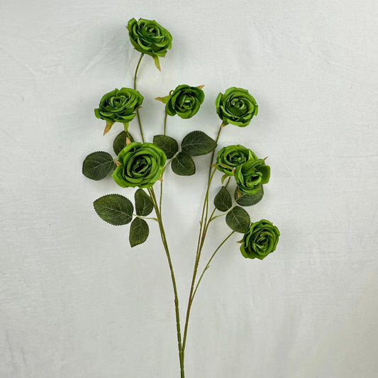 Green Silk Empress Rose Bush - 8 Heads RosesHQ.com