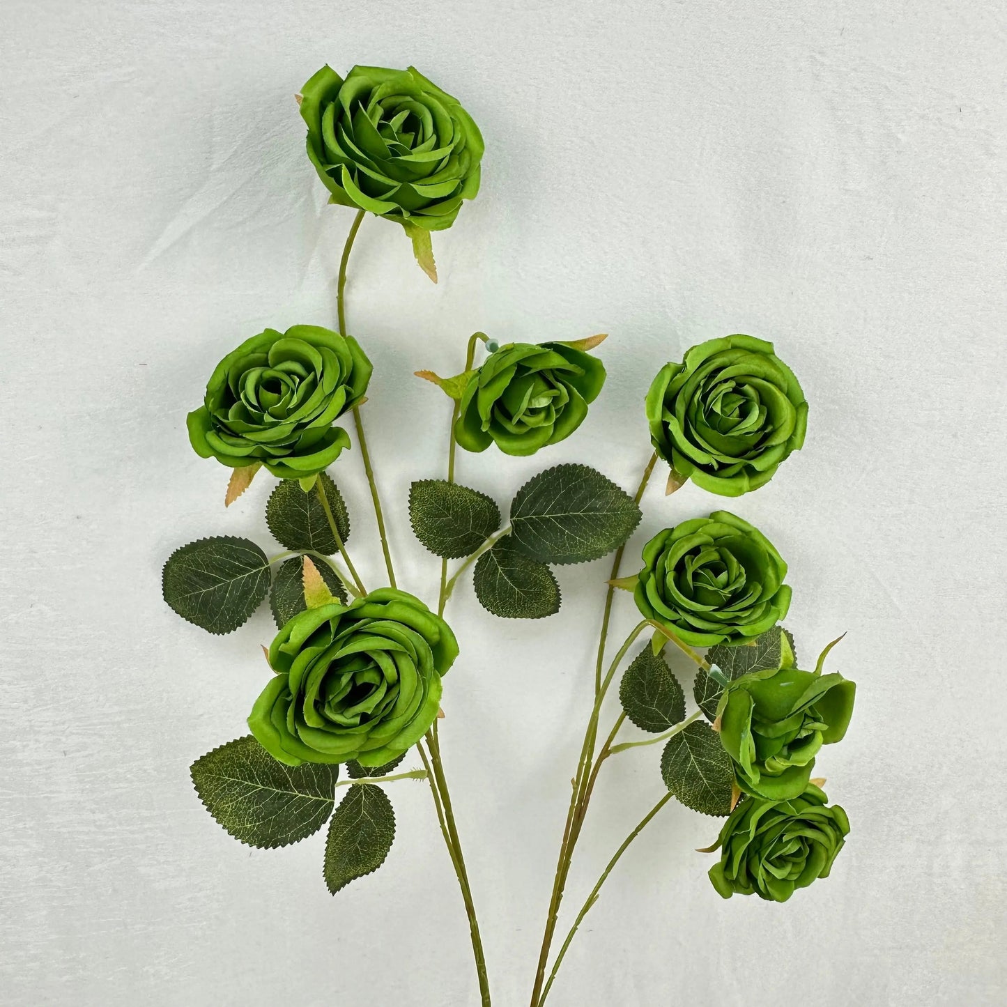 Green Silk Empress Rose Bush - 8 Heads RosesHQ.com
