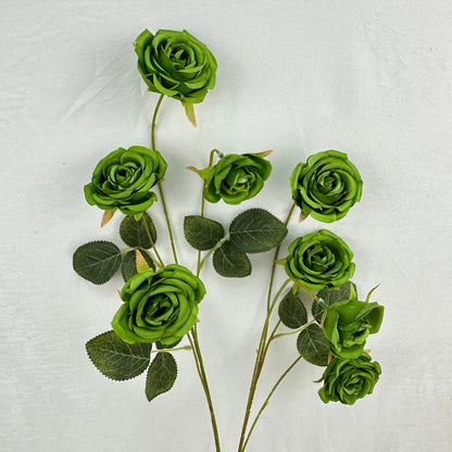 Green Silk Empress Rose Bush - 8 Heads RosesHQ.com