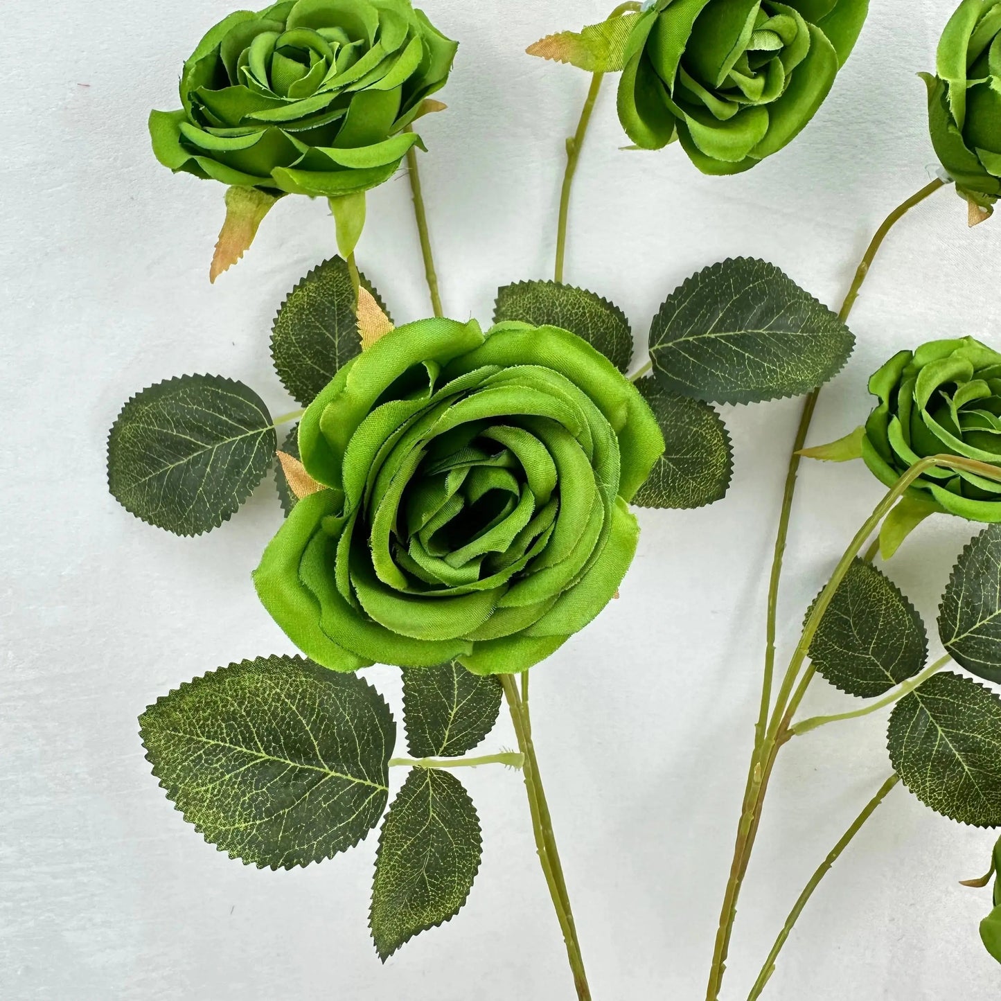 Green Silk Empress Rose Bush - 8 Heads RosesHQ.com