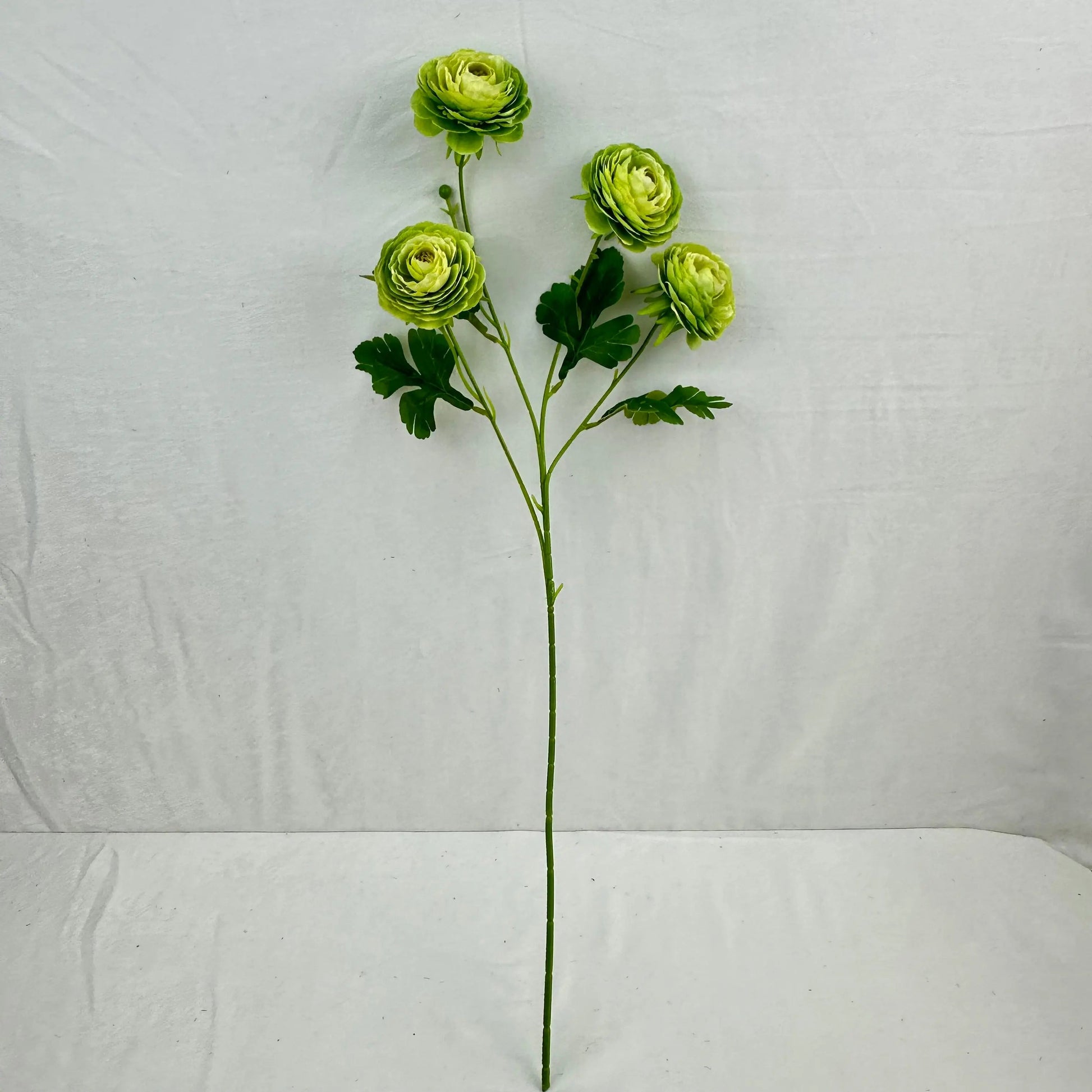 Green Silk Camellia Bush - 4 Heads RosesHQ.com