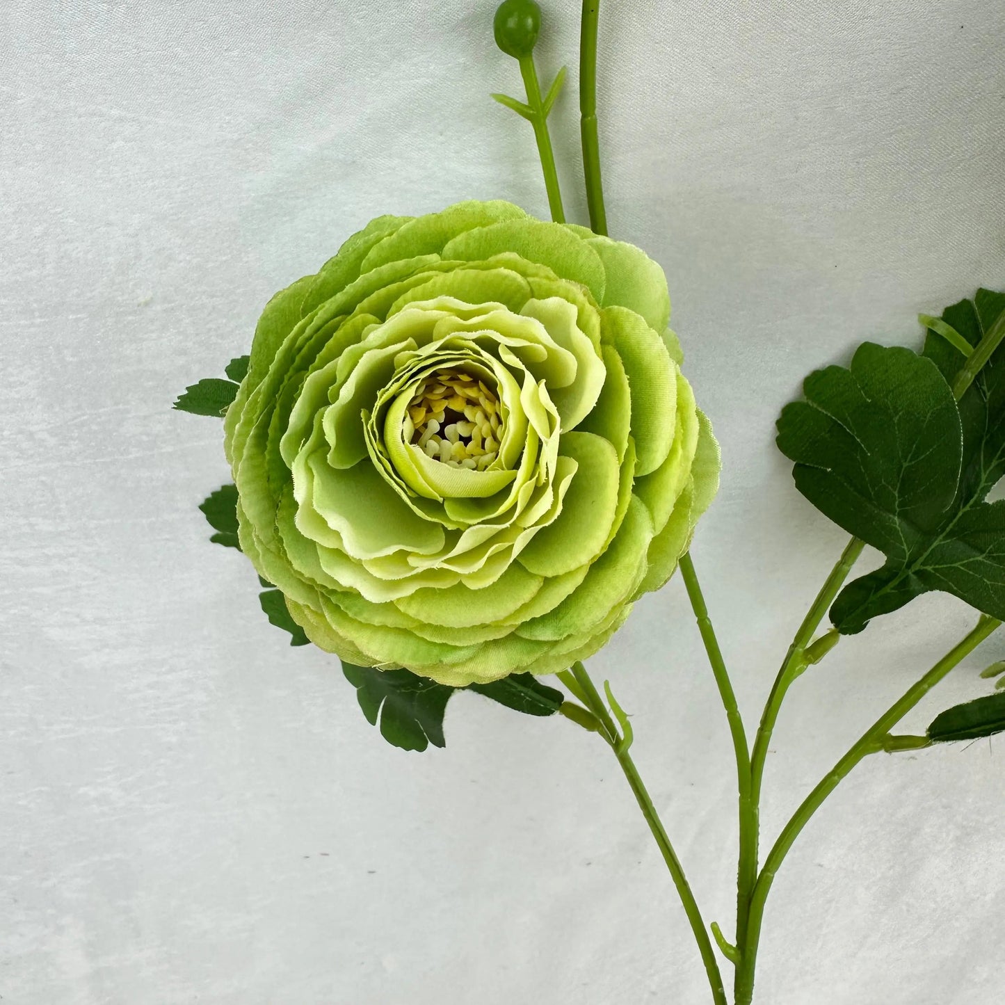 Green Silk Camellia Bush - 4 Heads RosesHQ.com