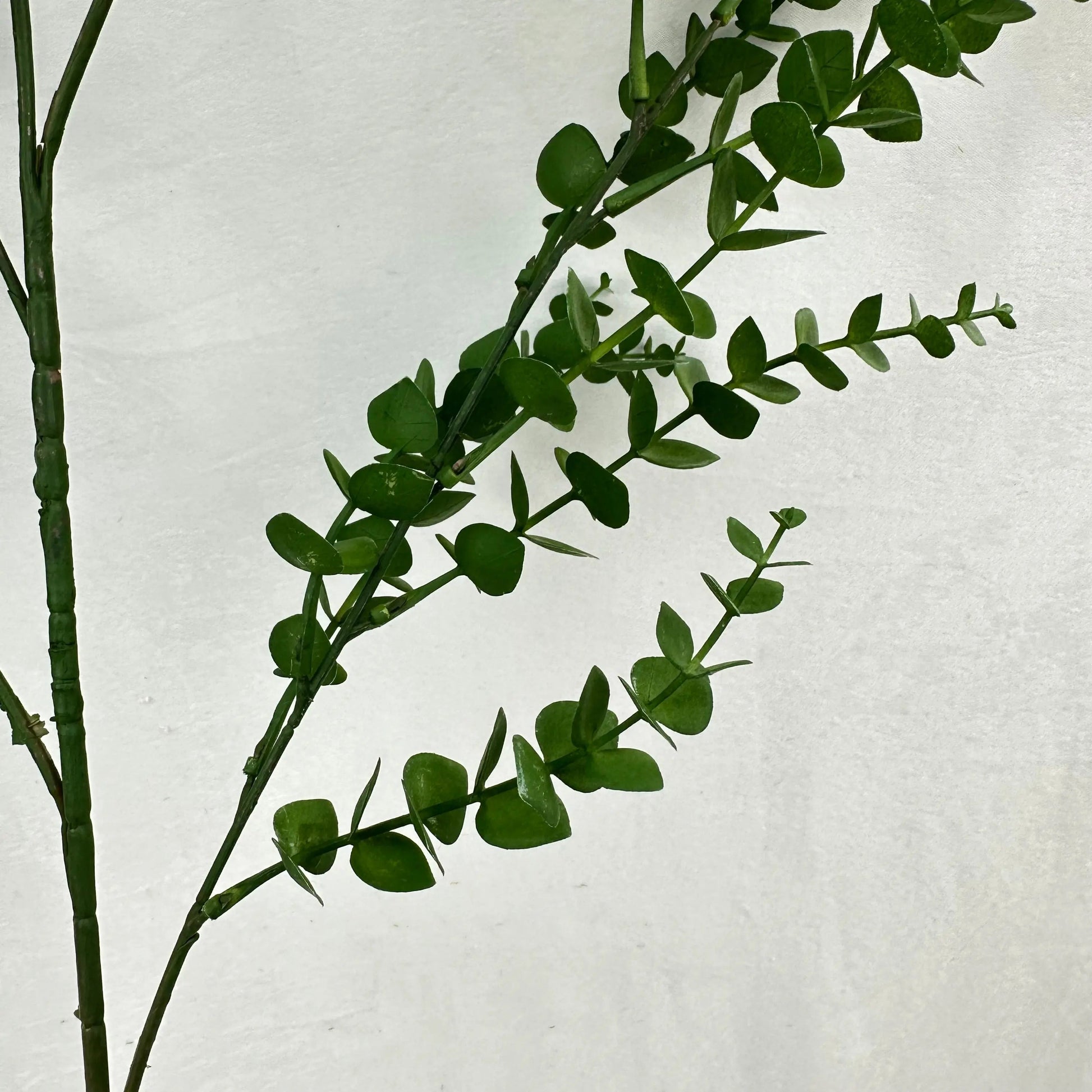 Green Hanging Eucalyptus Branch RosesHQ.com
