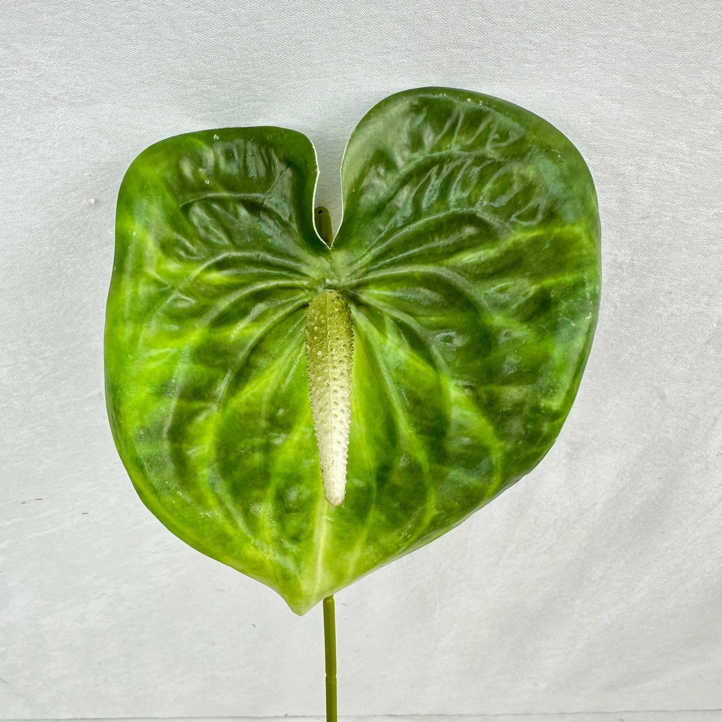 Green Real Touch Anthurium Stem RosesHQ.com