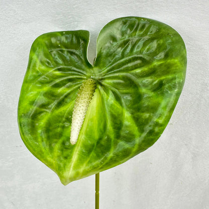 Green Real Touch Anthurium Stem RosesHQ.com