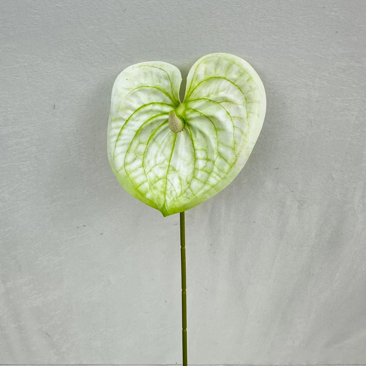 White Real Touch Anthurium Stem RosesHQ.com
