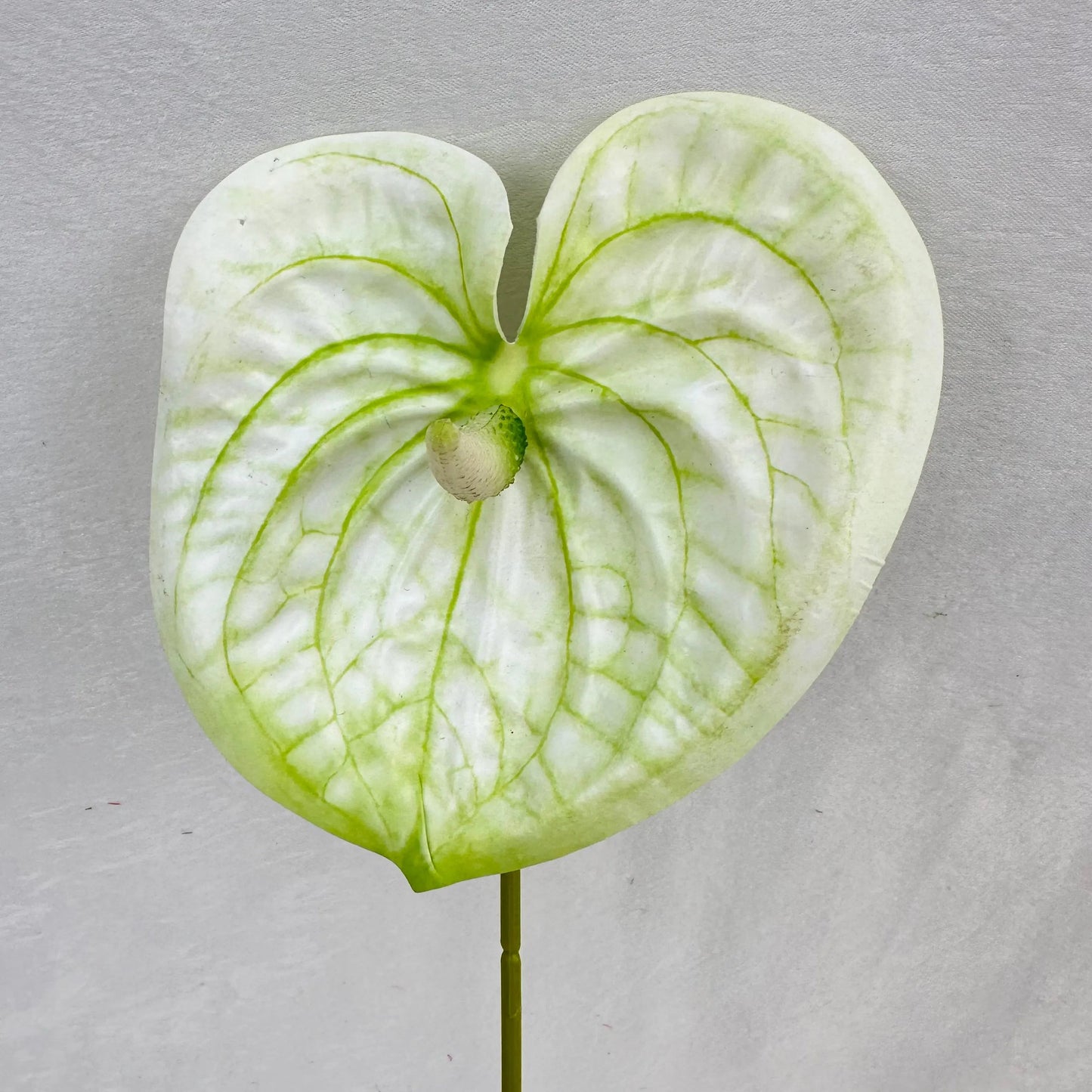 White Real Touch Anthurium Stem RosesHQ.com
