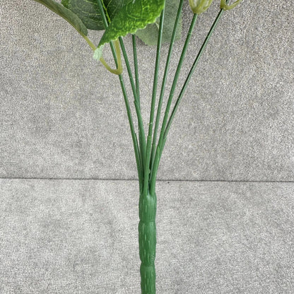Green Silk Austin Rose Bush - 7 Heads RosesHQ.com