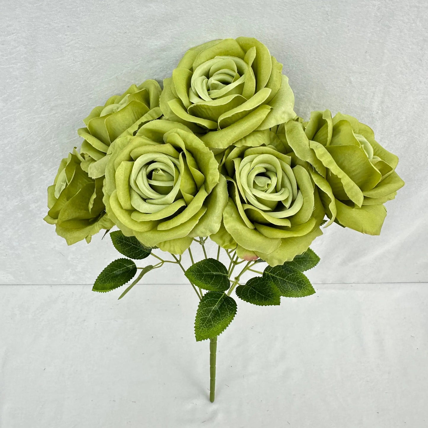 Green Silk Star Moon Rose Bush - 7 Heads RosesHQ.com