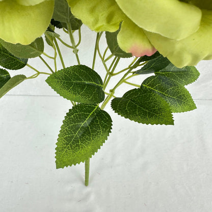 Green Silk Star Moon Rose Bush - 7 Heads RosesHQ.com