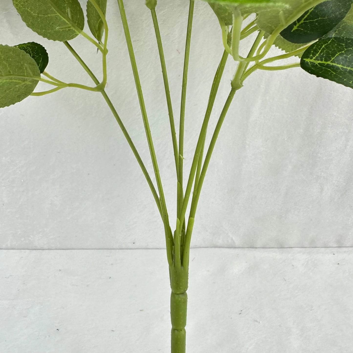 Green Silk Star Moon Rose Bush - 7 Heads RosesHQ.com