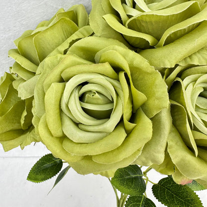 Green Silk Star Moon Rose Bush - 7 Heads RosesHQ.com