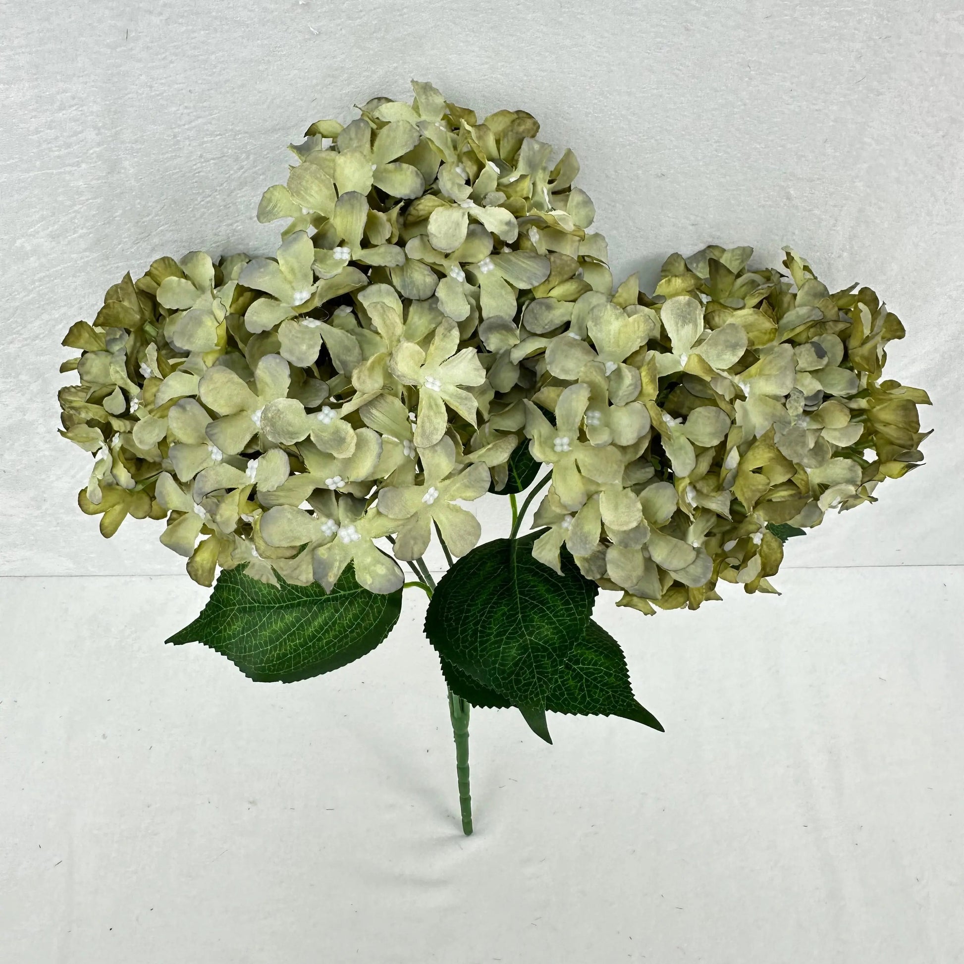 Green Silk GJ Hydrangea Bush - 5 Heads RosesHQ.com