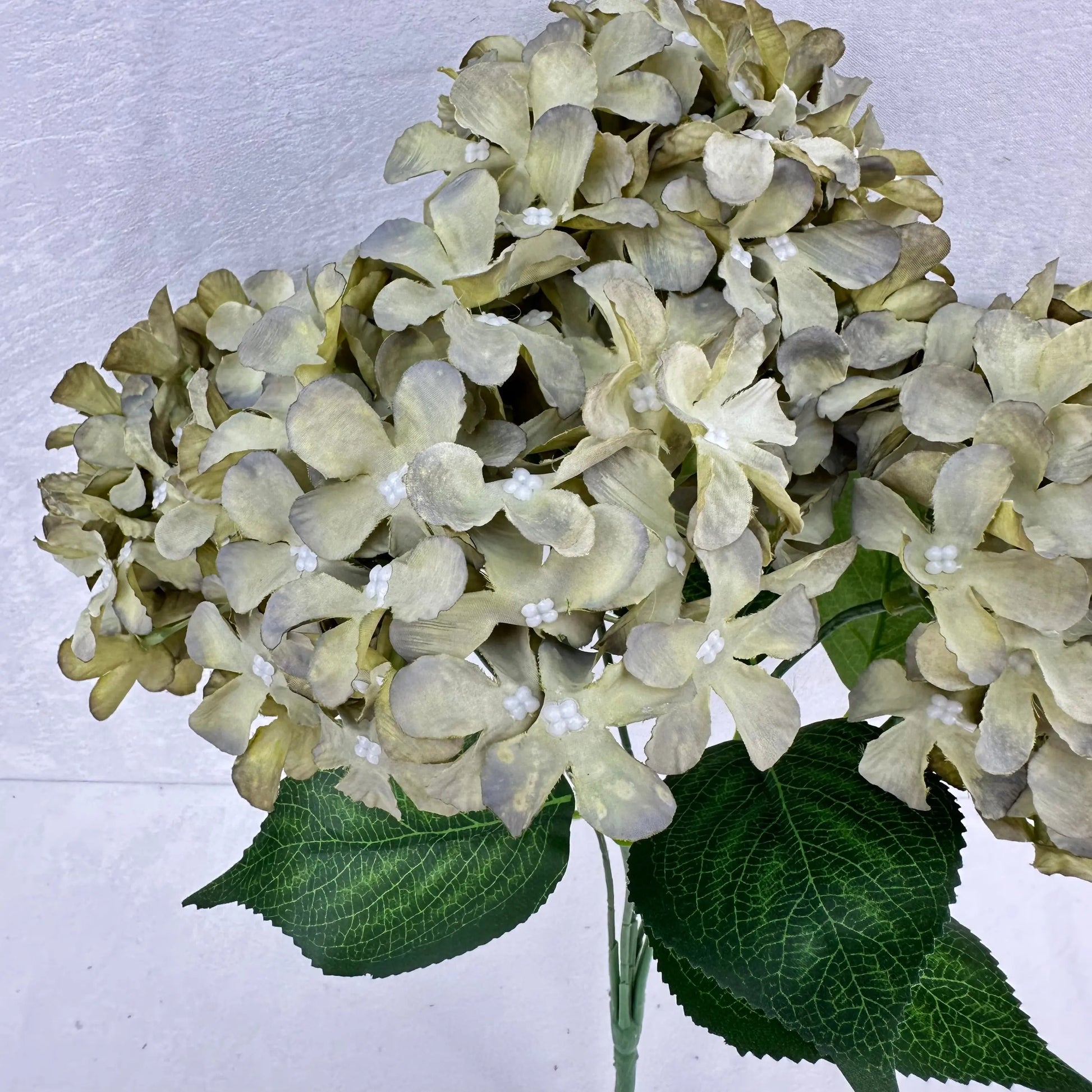 Green Silk GJ Hydrangea Bush - 5 Heads RosesHQ.com
