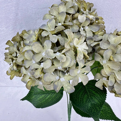 Green Silk GJ Hydrangea Bush - 5 Heads RosesHQ.com