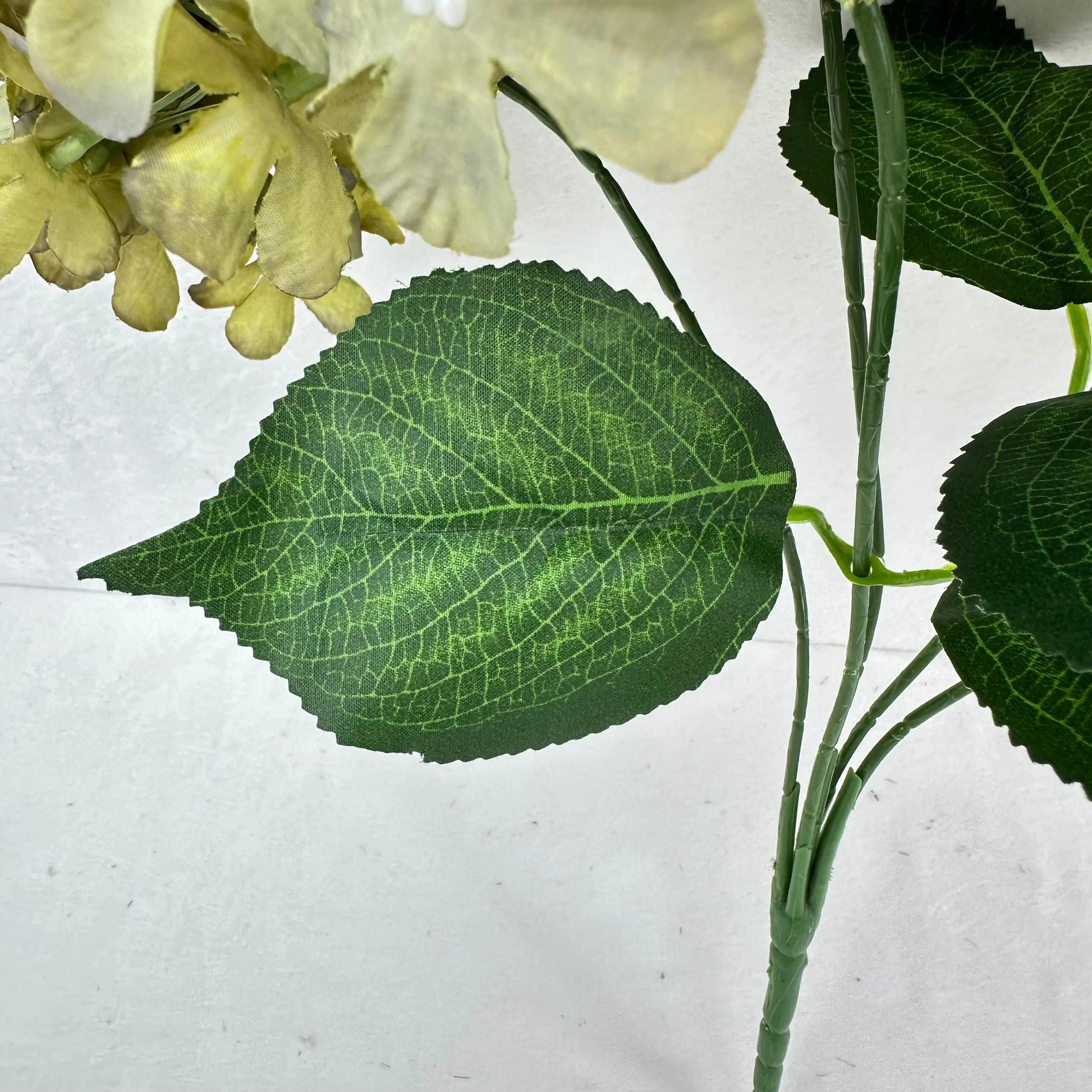 Green Silk GJ Hydrangea Bush - 5 Heads RosesHQ.com