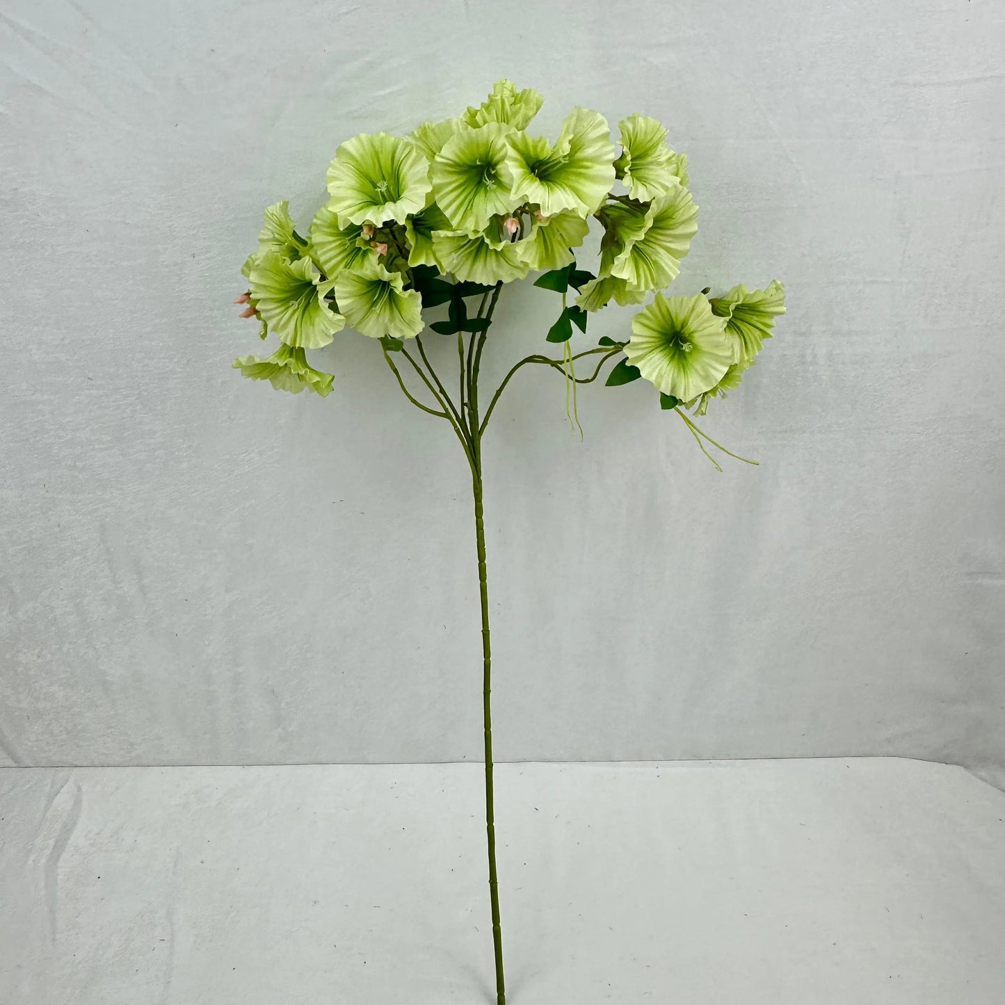 Green Silk Morning Glory Spray RosesHQ.com