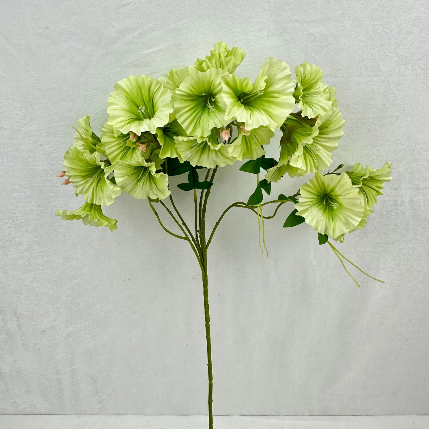 Green Silk Morning Glory Spray RosesHQ.com