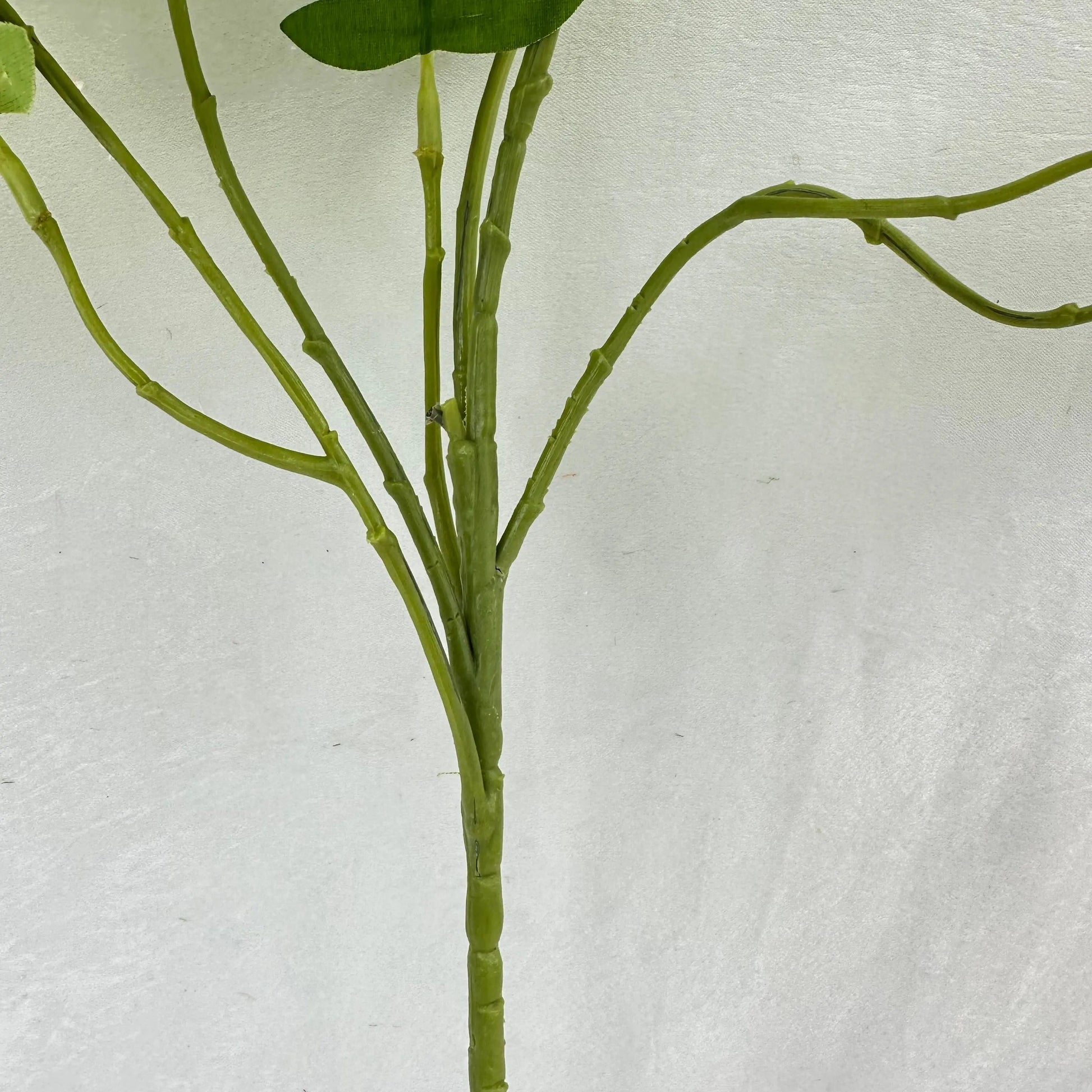 Green Silk Morning Glory Spray RosesHQ.com