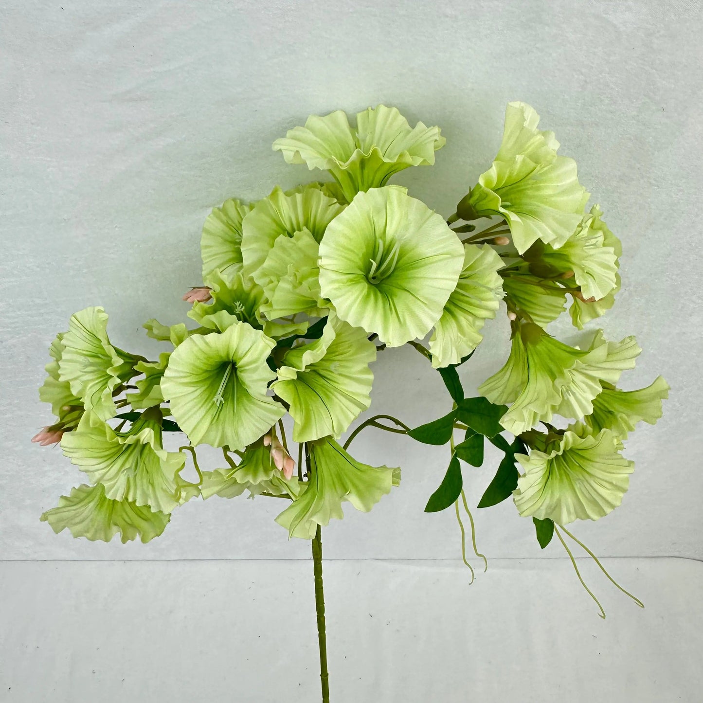 Green Silk Morning Glory Spray RosesHQ.com