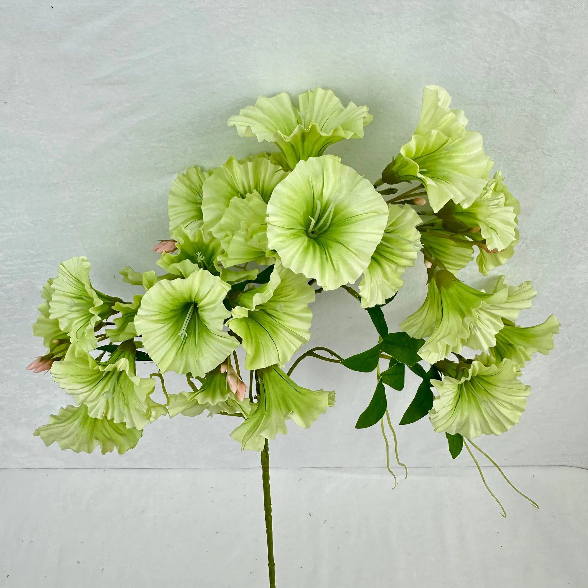 Green Silk Morning Glory Spray RosesHQ.com