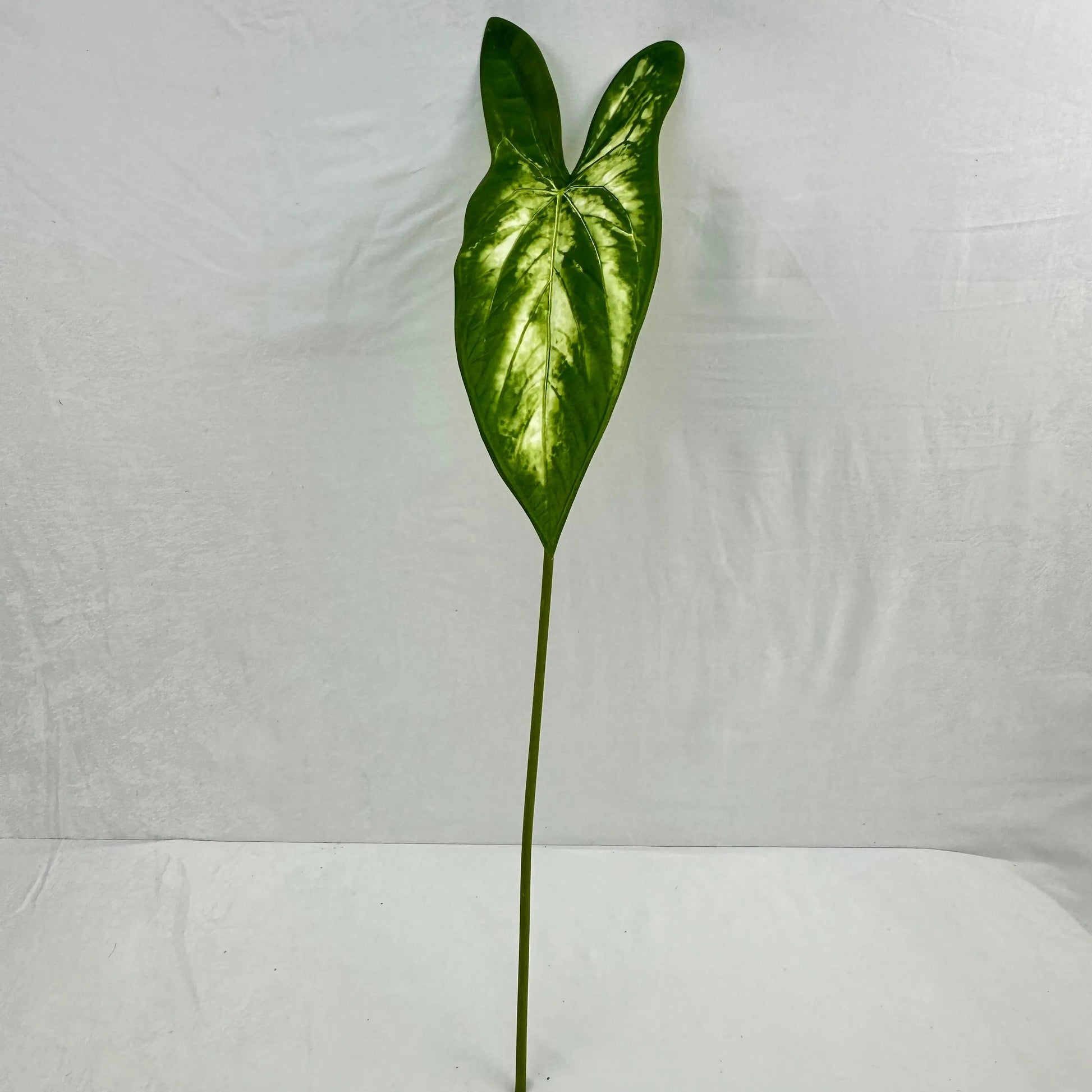 Green Silk Taro Heart Leaf RosesHQ.com