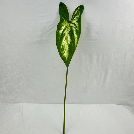 Green Silk Taro Heart Leaf RosesHQ.com