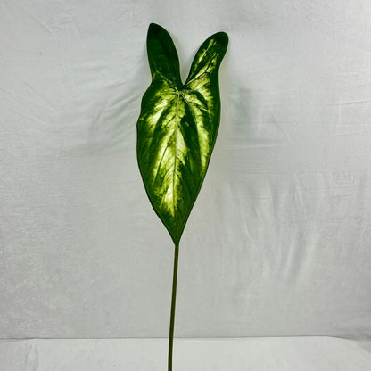 Green Silk Taro Heart Leaf RosesHQ.com