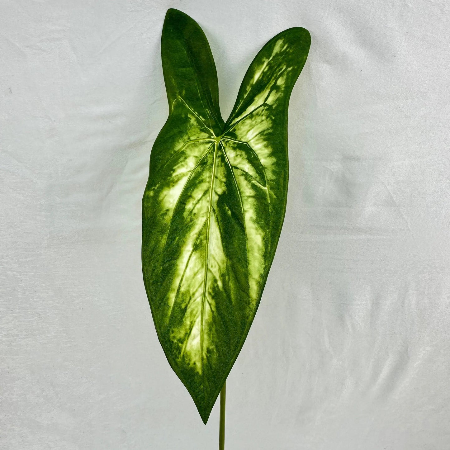 Green Silk Taro Heart Leaf RosesHQ.com