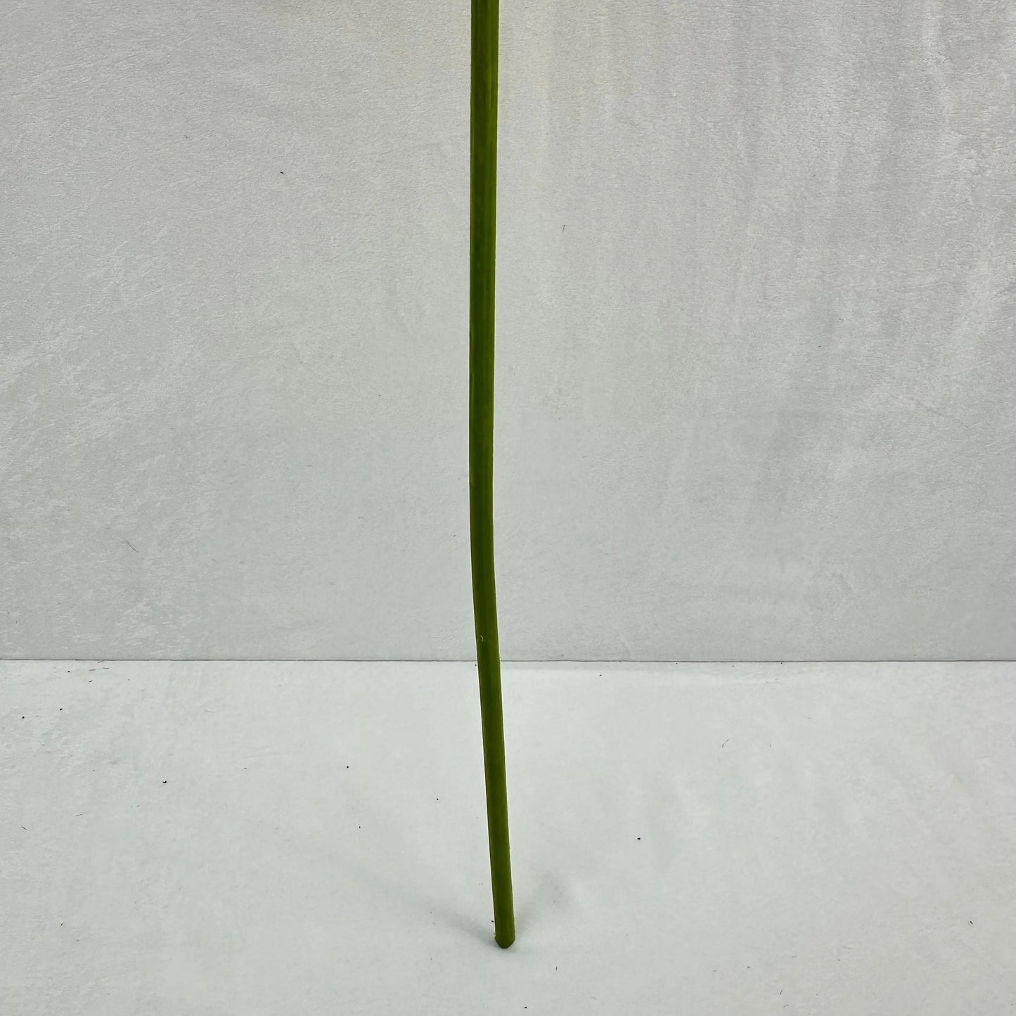 Green Silk Taro Heart Leaf RosesHQ.com